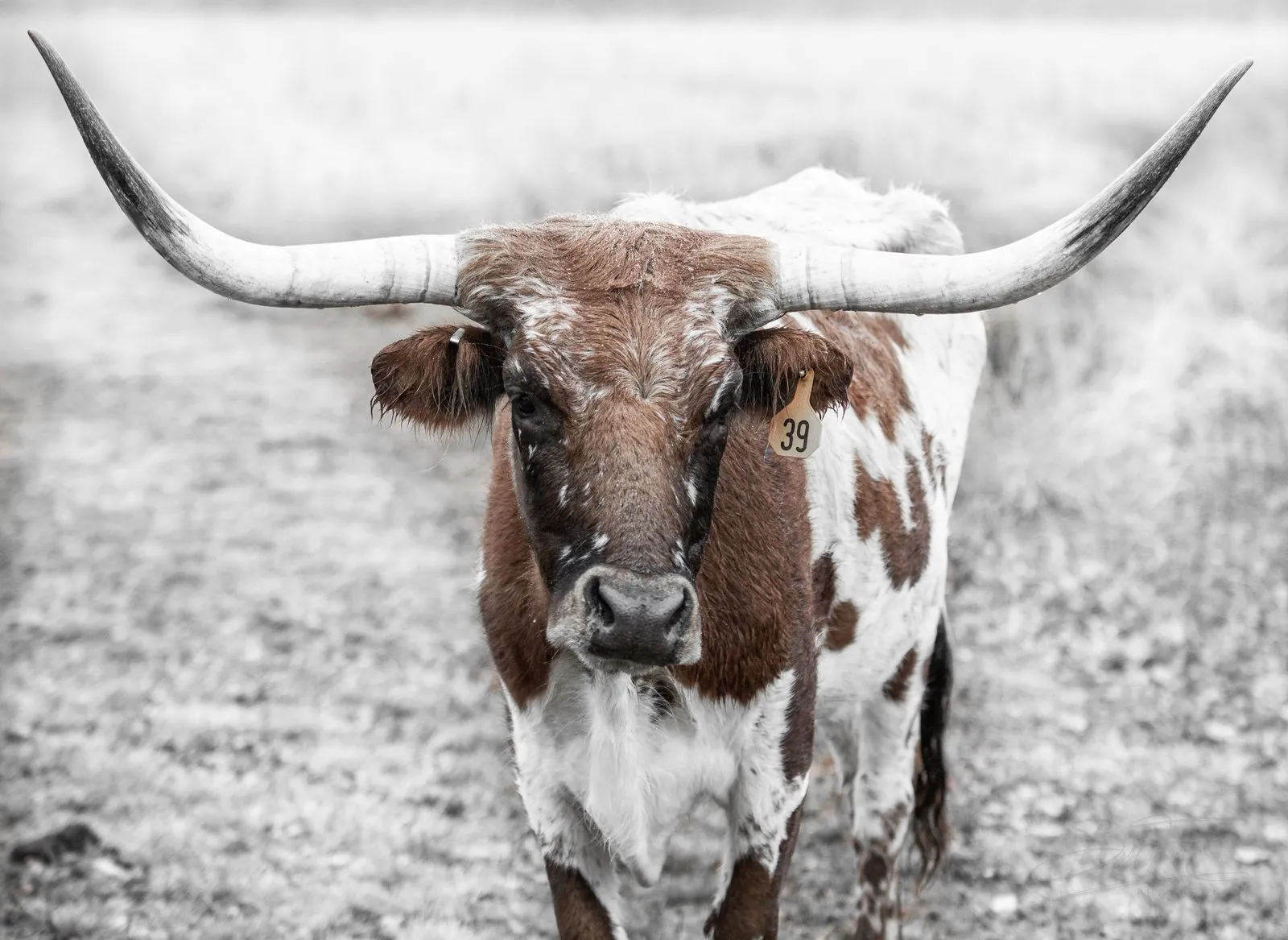 Longhorn