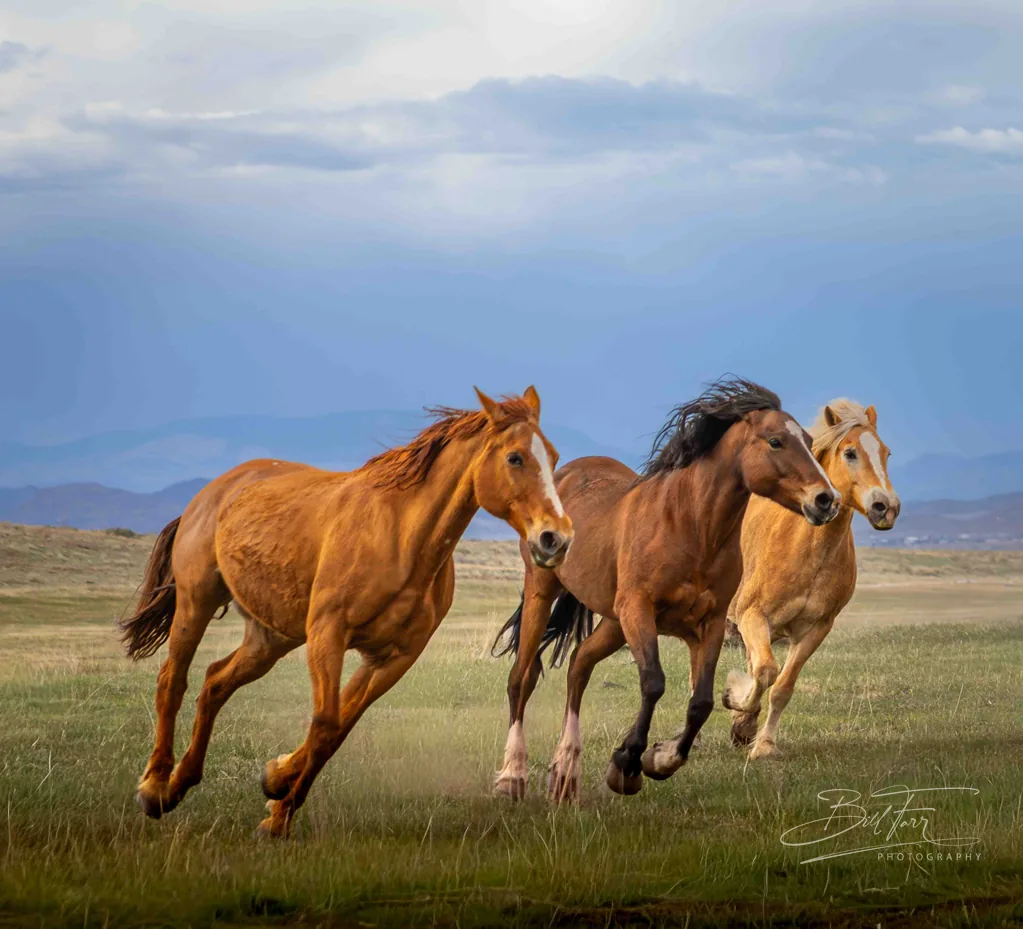 Wild Mustangs